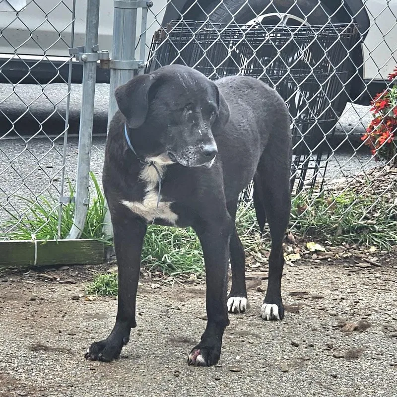 A senior medium-sized female Black Labrador Retriever dog named Lola for adoption in Ringwood, NJ