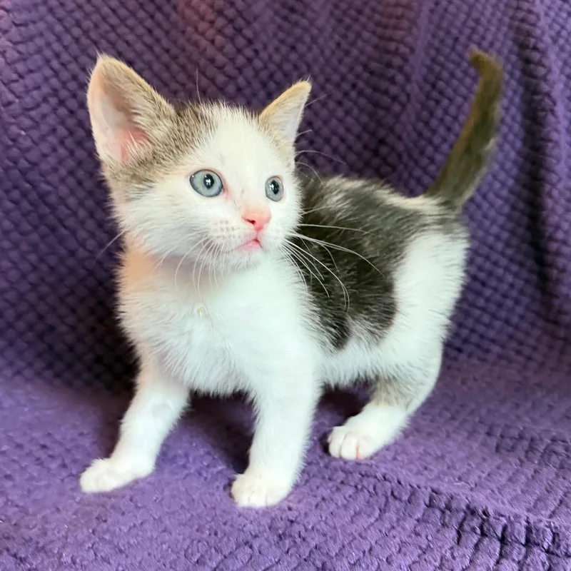 A baby small-sized male Black Domestic Medium Hair cat named Rayne for adoption in Flower Mound, TX