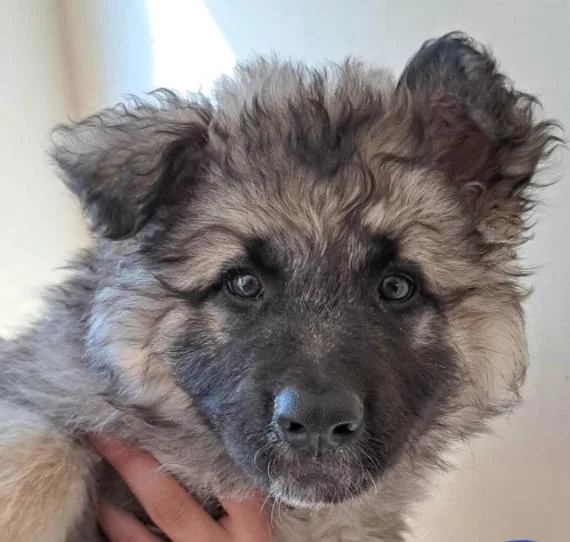 A baby medium-sized male Shepherd dog named Shepsky male for adoption in Agua Dulce, CA