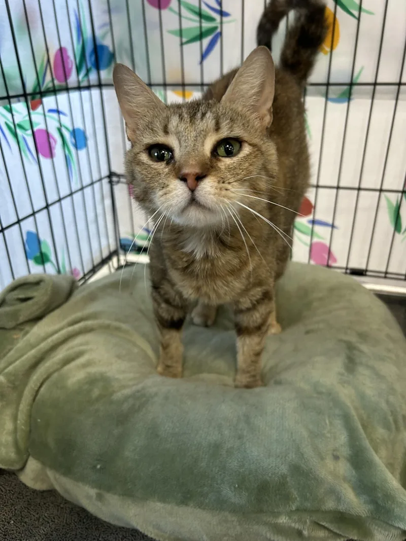 A young medium-sized female Torbie Domestic Short Hair cat named Goldie for adoption in Mokena, IL