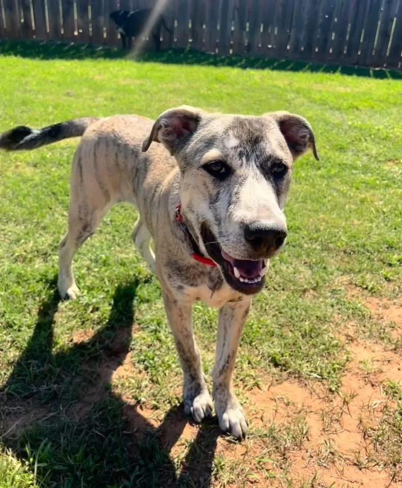 A baby large-sized male Shepherd dog named Max for adoption in North Syracuse, NY