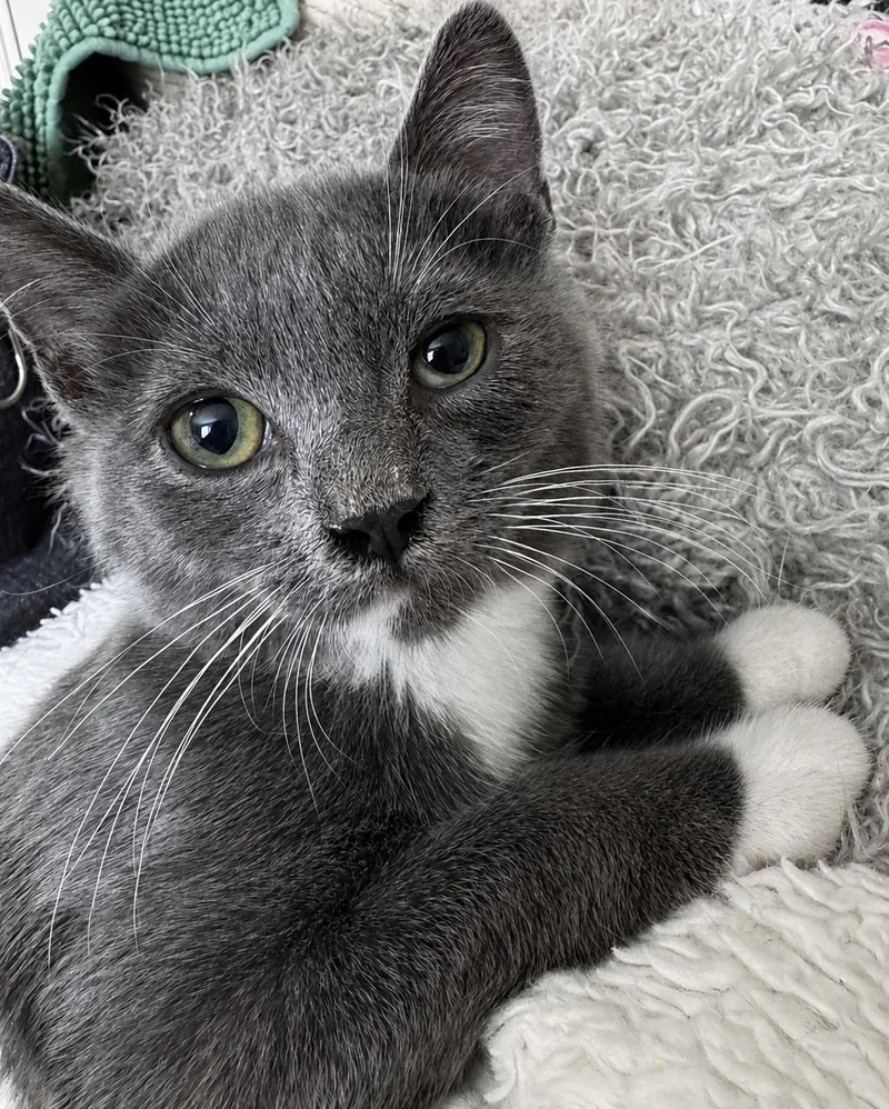 A baby medium-sized male Gray & White Domestic Short Hair cat named Camden for adoption in Greensboro, NC