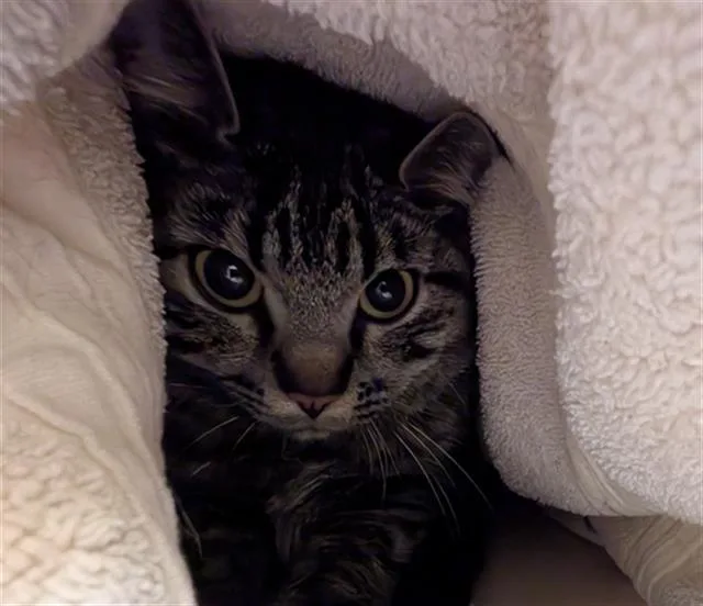 A young small-sized female Domestic Short Hair cat named Katana for adoption in Denver, CO