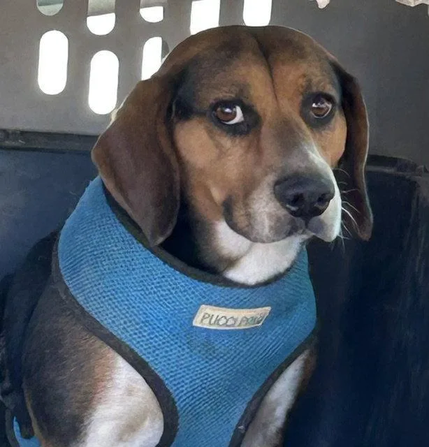 A young small-sized male Beagle dog named Moxie for adoption in Apple Valley, CA