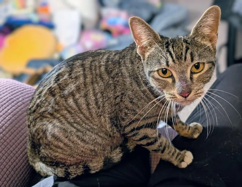 A young medium-sized female Domestic Short Hair cat named Magenta for adoption in Peoria, AZ