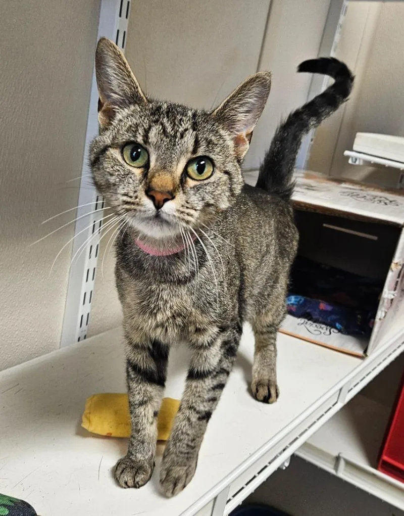A young small-sized female Domestic Short Hair cat named Luna for adoption in Fremont, OH