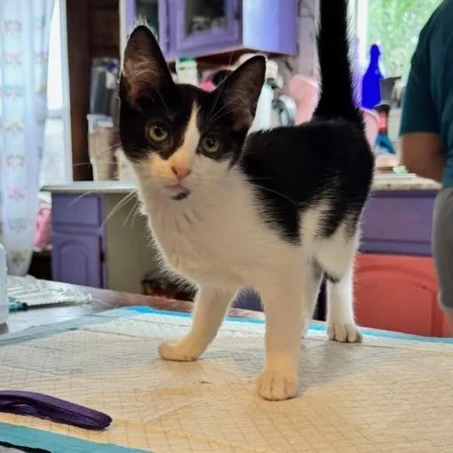 A baby small-sized female Black Domestic Short Hair cat named Uno for adoption in Woodstock, VA