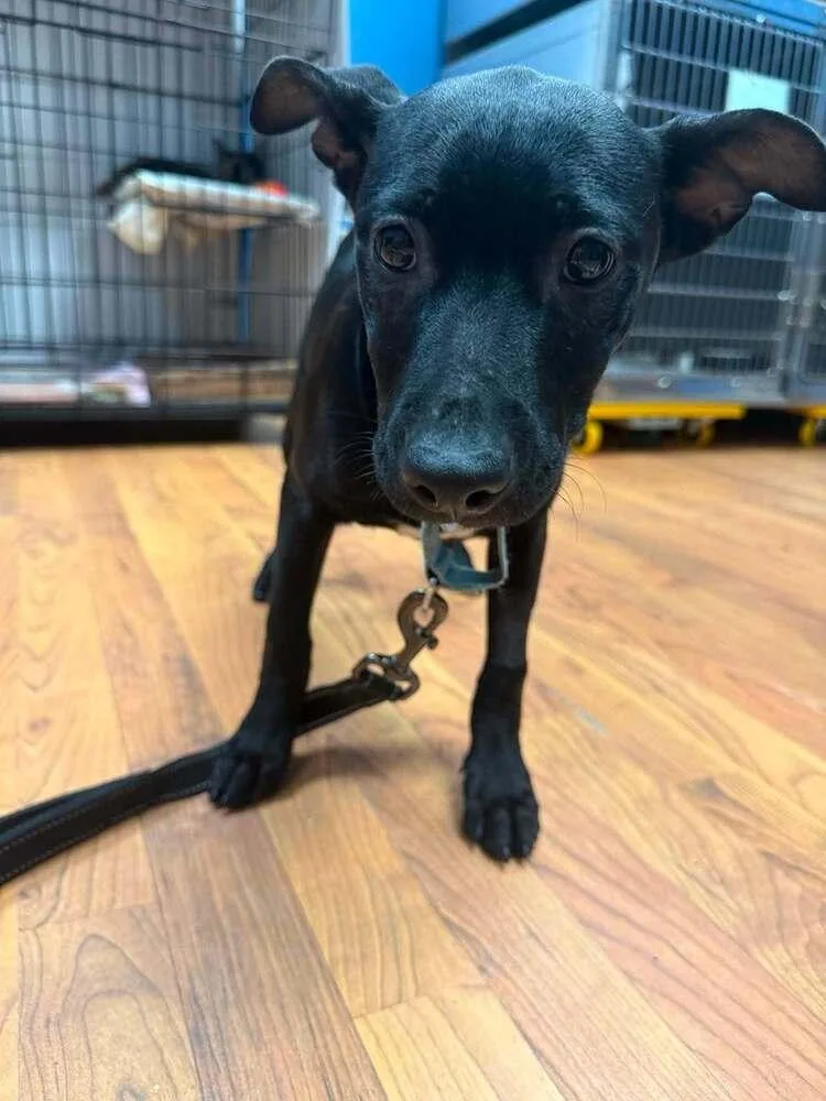 A baby medium-sized female Terrier dog named Folki for adoption in Candler, NC