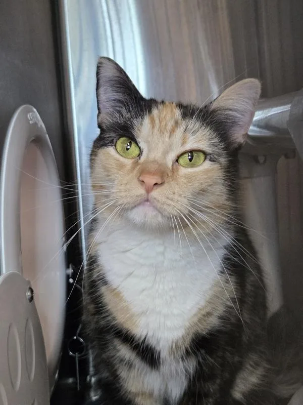 An adult large-sized female Domestic Short Hair cat named Vesper for adoption in Millersville, MD