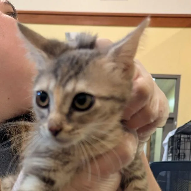A baby small-sized male Brown / Chocolate Domestic Short Hair cat named Jingle for adoption in Lynchburg, VA