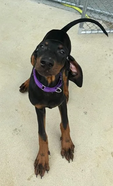 A baby medium-sized male Doberman Pinscher dog named Beefsteak for adoption in Leesburg, VA