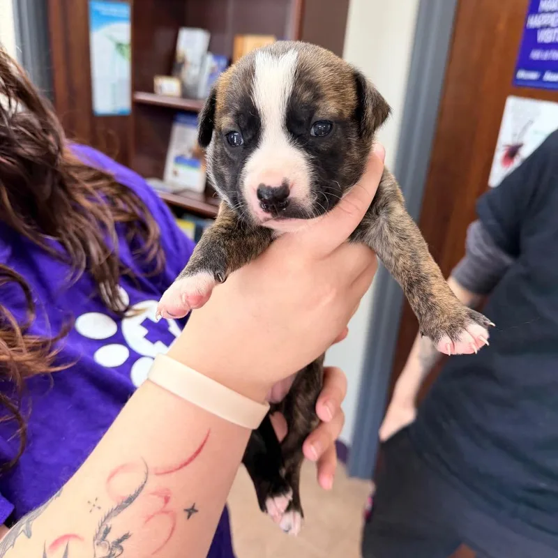 A baby medium-sized female Brindle Pit Bull Terrier dog named Nohea for adoption in Saint John, IN