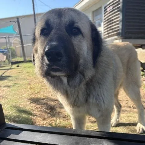 An adult large-sized male Yellow / Tan / Blond / Fawn Great Pyrenees dog named Shilo for adoption in Port Aransas, TX