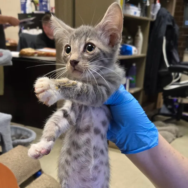 A baby small-sized male Gray / Blue / Silver Domestic Short Hair cat named Miso for adoption in Birmingham, AL
