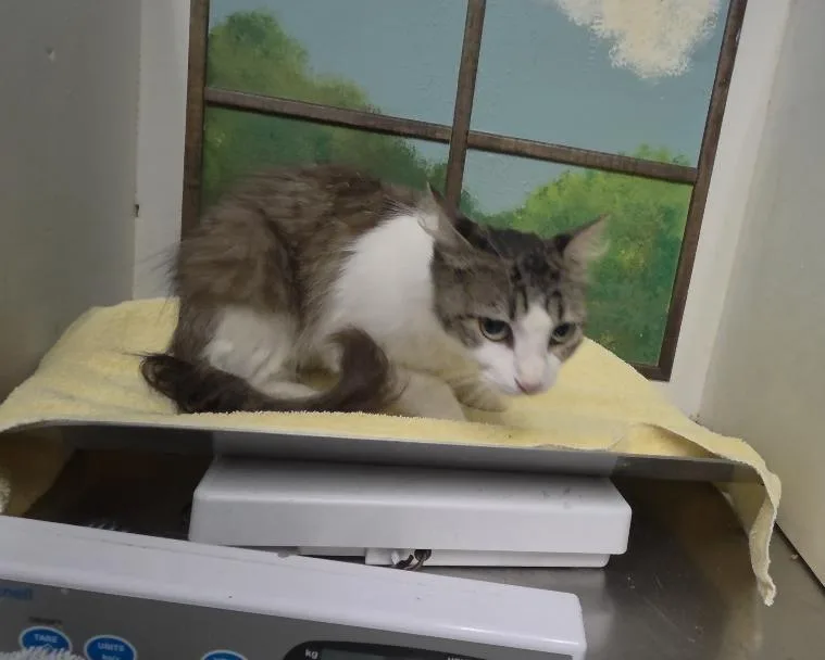 A young medium-sized female Domestic Medium Hair cat named A for adoption in Houston, TX