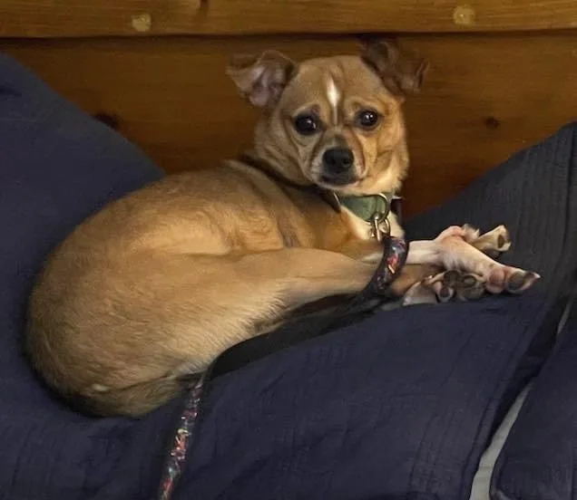 Moe The Feral Catdog thumbnail 2