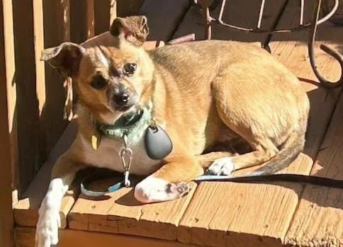 Moe The Feral Catdog thumbnail 3