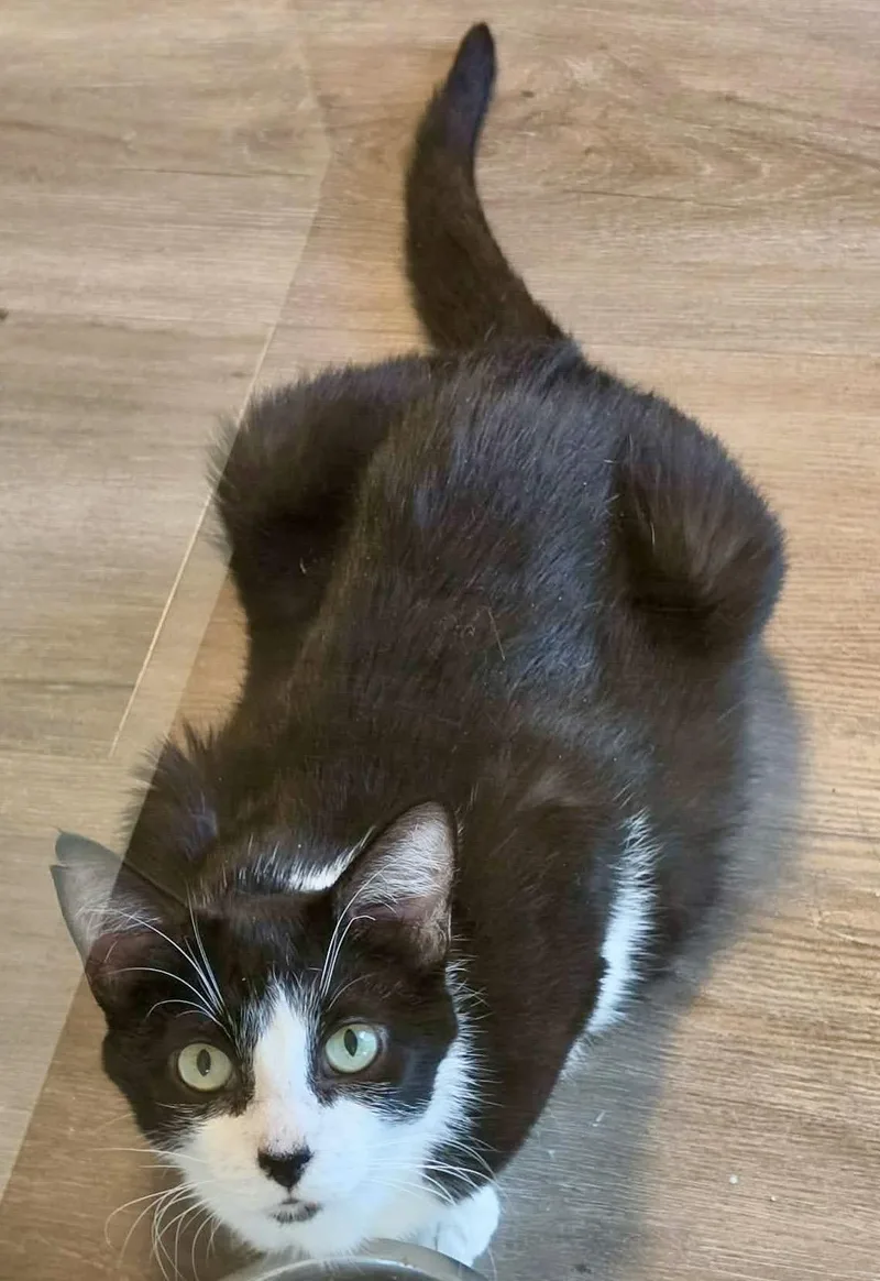 A young medium-sized female Black & White / Tuxedo Domestic Short Hair cat named Mickey for adoption in San Jose, CA