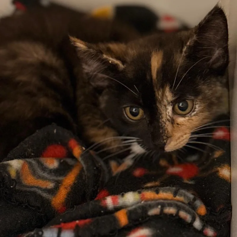 A baby small-sized female Domestic Short Hair cat named Addyson for adoption in Cumming, GA