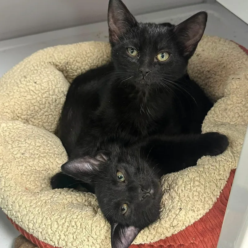 A baby small-sized male Black Domestic Short Hair cat named Tom Tom for adoption in Grand Rapids, MI