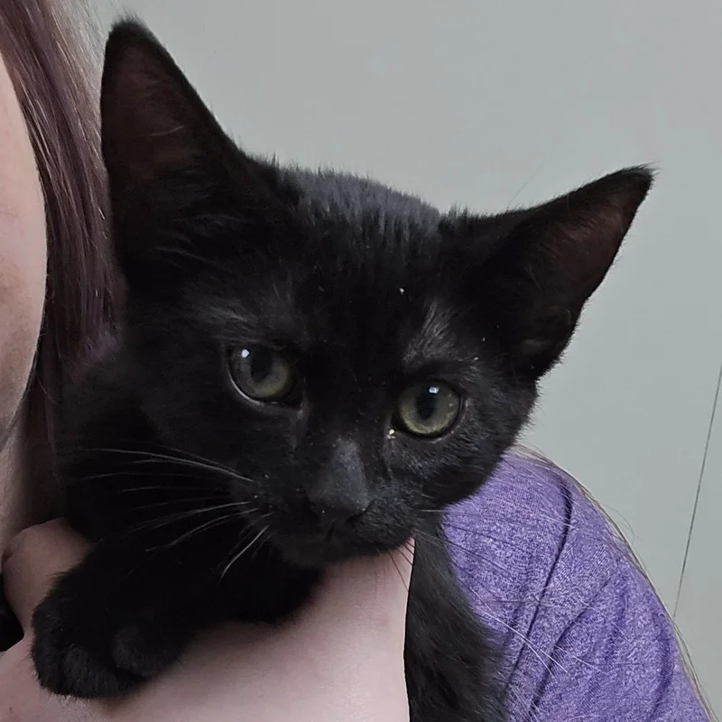 Tom Tom thumbnail 4