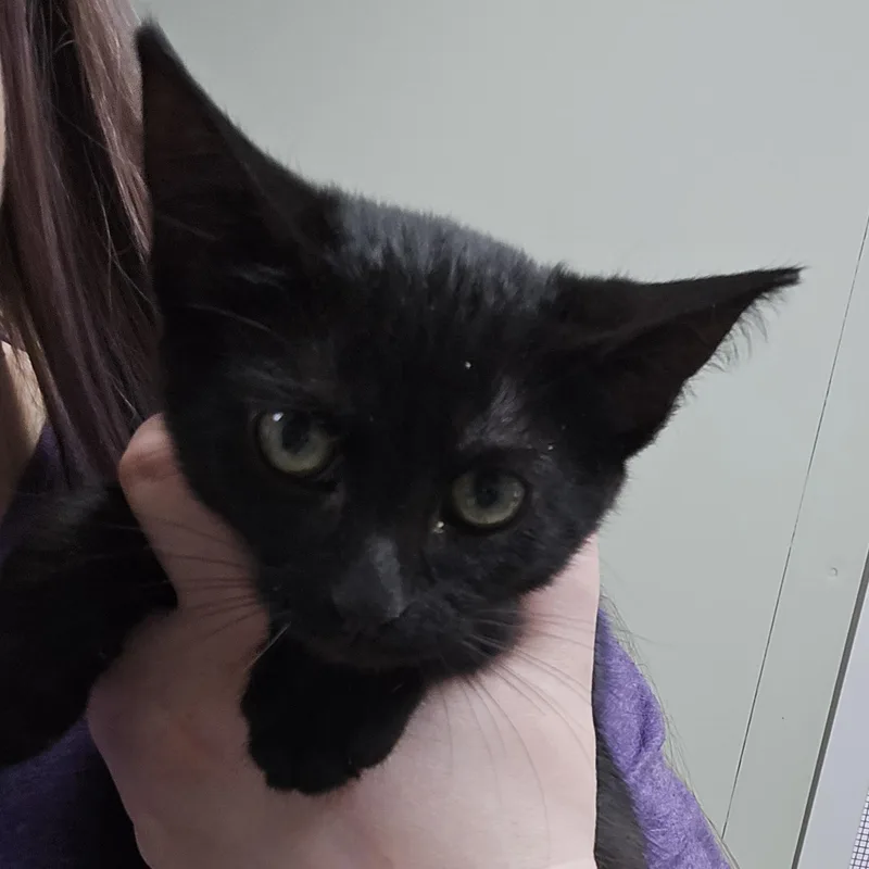 Tom Tom thumbnail 5
