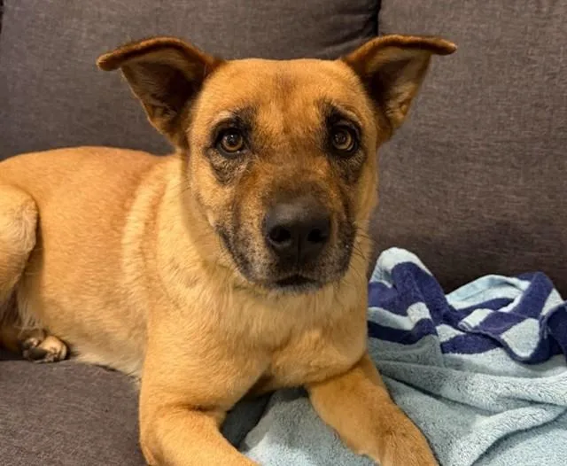 An adult large-sized female Chow Chow dog named Jolene for adoption in Tucson, AZ