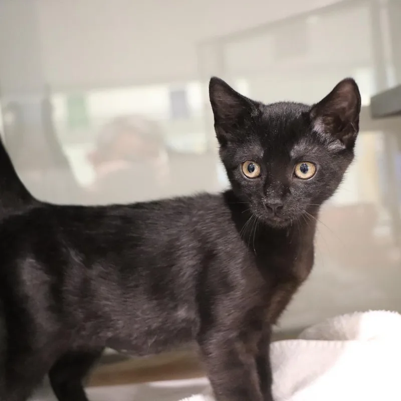 A baby small-sized male Domestic Short Hair cat named Taurus for adoption in Port Washington, NY
