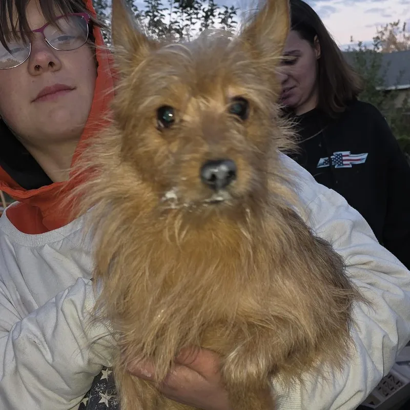 An adult small-sized male Brown / Chocolate Mixed Breed dog named Potter for adoption in Klamath Falls, OR