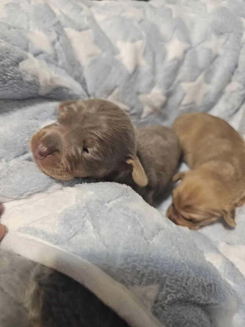 A young small-sized male Apricot / Beige Dachshund dog named Henson for adoption in San Marcos, TX