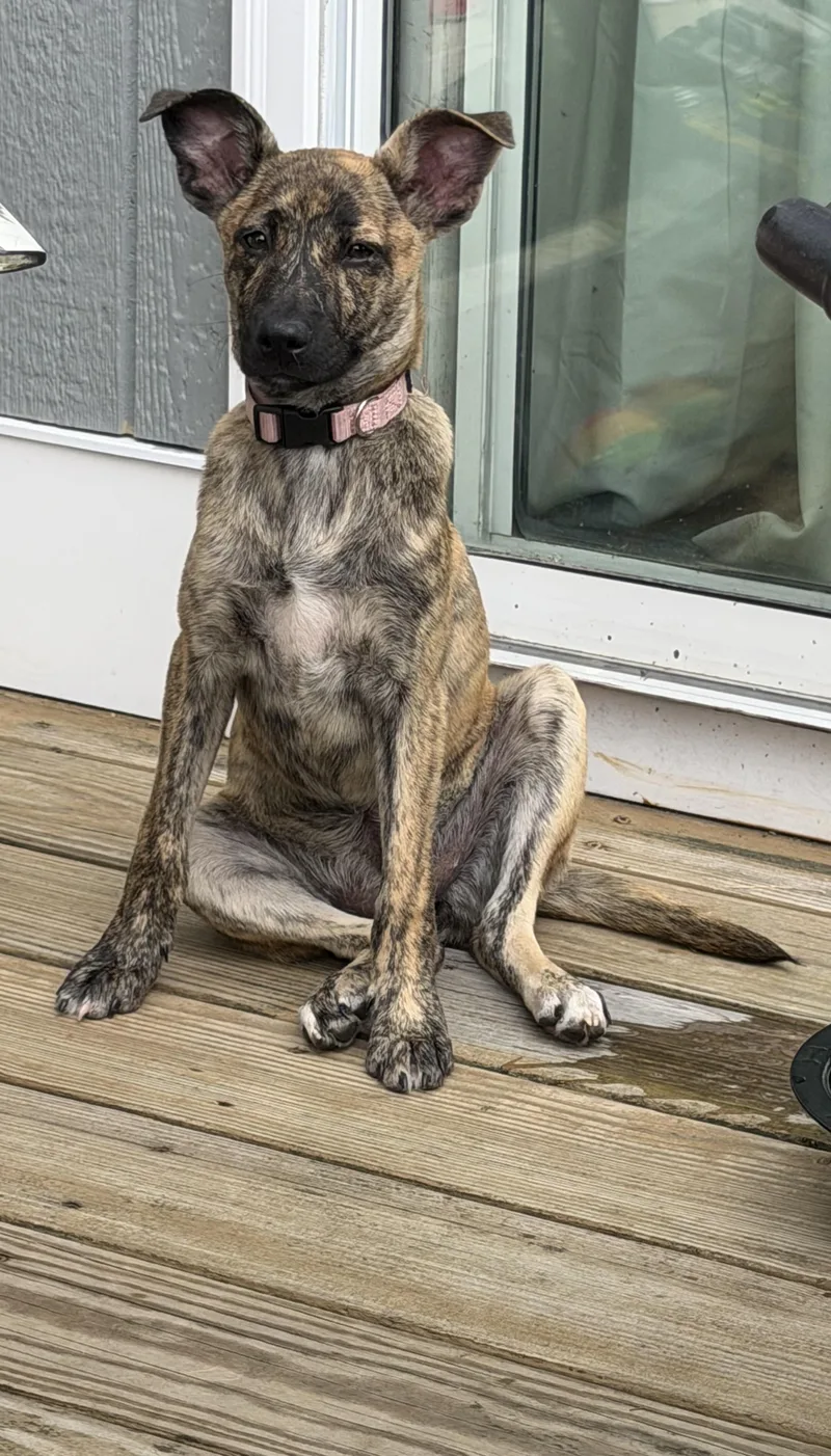 A baby medium-sized female Hound dog named Muttsarella for adoption in Portland, ME