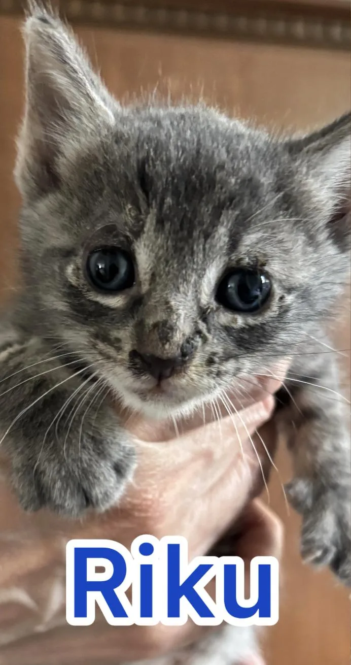 A baby small-sized male Domestic Short Hair cat named Riku for adoption in Honolulu, HI