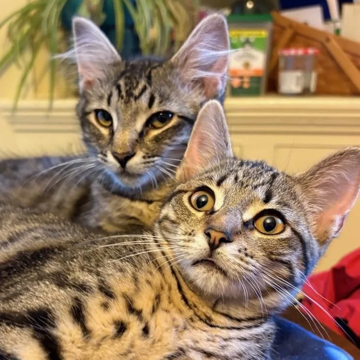 A baby medium-sized female Tabby (Gray / Blue / Silver) Domestic Medium Hair cat named Kermit for adoption in Huntington, MA