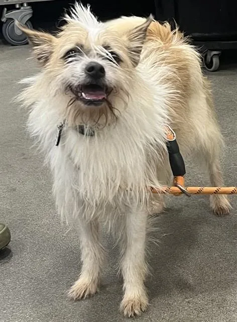 An adult small-sized male Parson Russell Terrier dog named Desmond for adoption in Upper Marlboro, MD