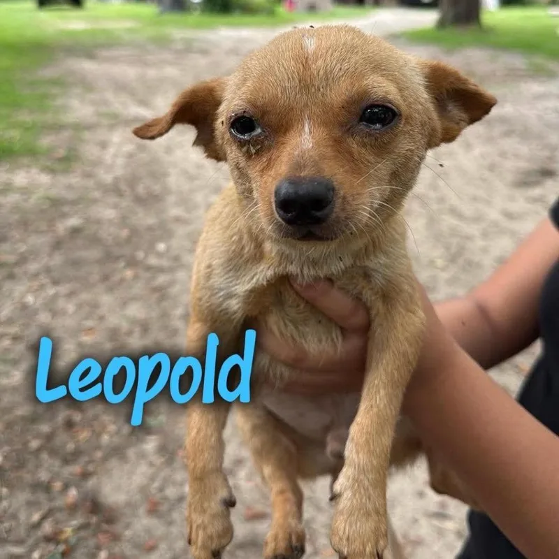 Leopold