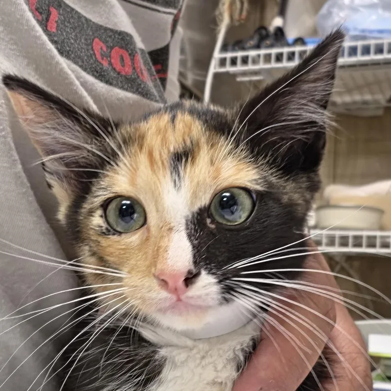 A baby small-sized female Black Domestic Short Hair cat named Kenna for adoption in Leander, TX