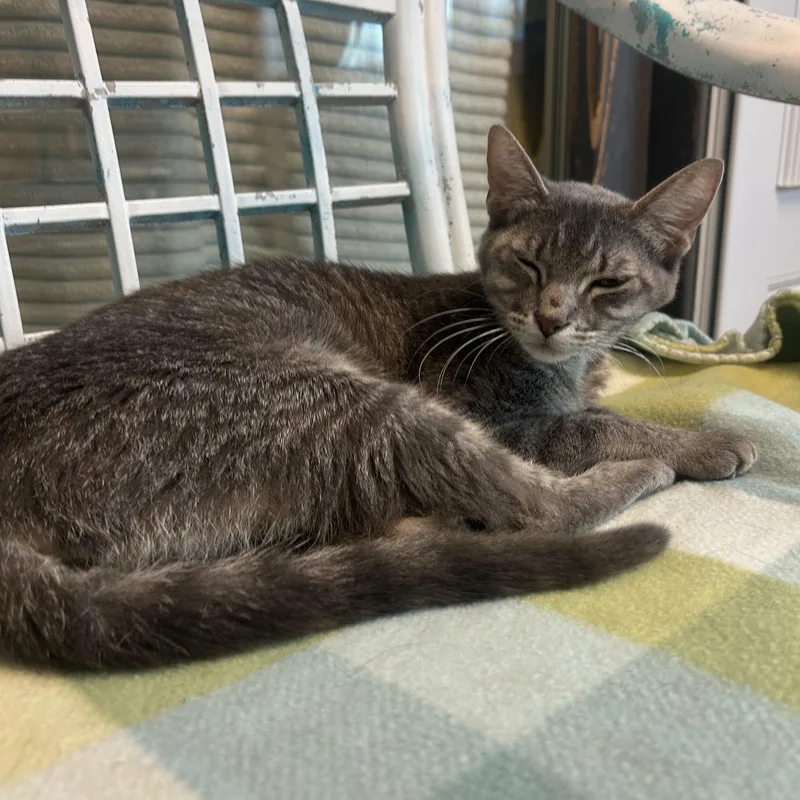 A young small-sized female Tabby (Gray / Blue / Silver) Domestic Short Hair cat named Jasmine for adoption in Gainesville, TX