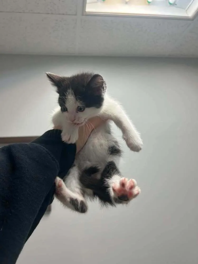 A baby medium-sized female Black & White / Tuxedo Domestic Short Hair cat named Ponyo for adoption in North Brunswick, NJ