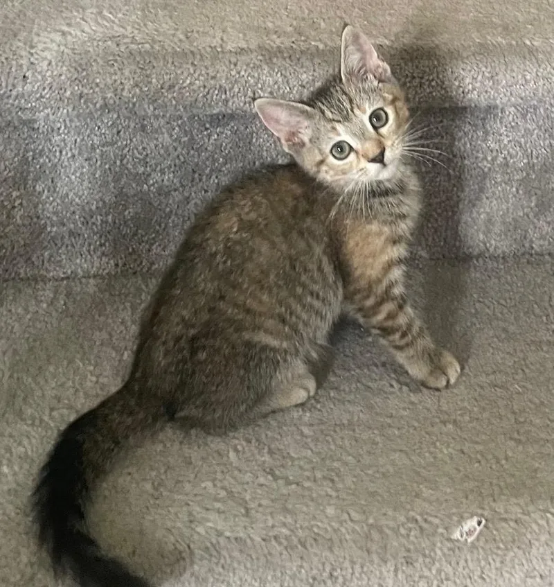 A baby medium-sized female Tabby (Gray / Blue / Silver) Domestic Short Hair cat named Priscilla for adoption in Smithfield, NC