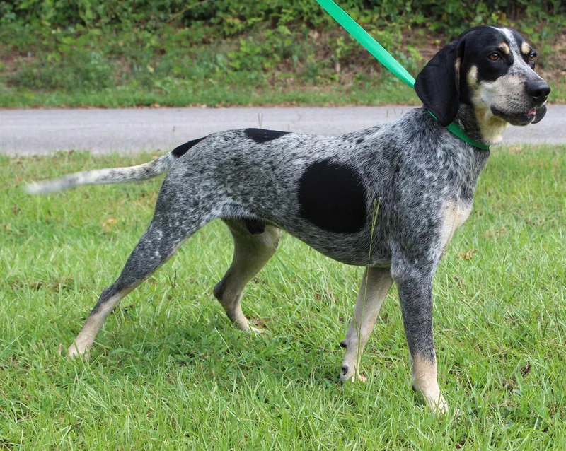 A young large-sized male Bluetick Coonhound dog named Odin for adoption in Prattville, AL