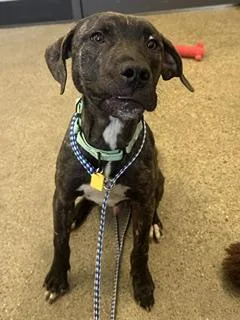 A baby medium-sized male Brown / Chocolate Pit Bull Terrier dog named Winston for adoption in Cleveland, OH