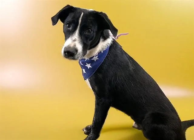 A young medium-sized male Pointer dog named Frank for adoption in Fort Lauderdale, FL