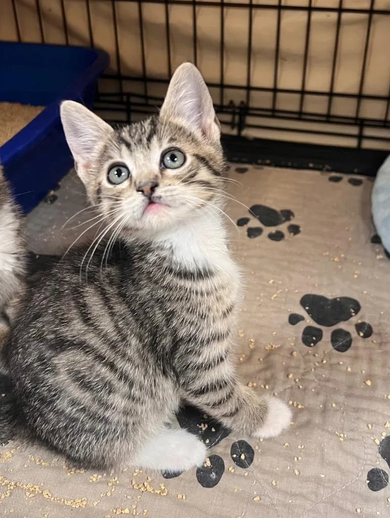 A baby medium-sized male Tabby (Buff / Tan / Fawn) Tabby cat named Attorney Whiskers for adoption in Mira Loma, CA