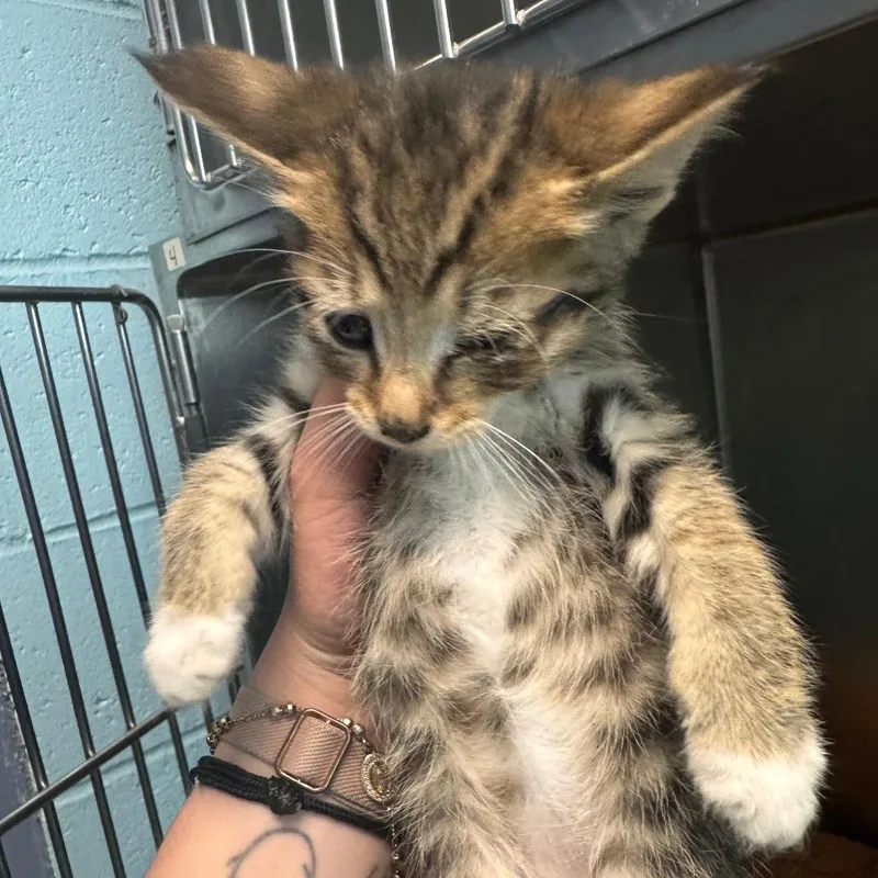 A baby small-sized male Brown / Chocolate Domestic Short Hair cat named Skink for adoption in South Haven, MI