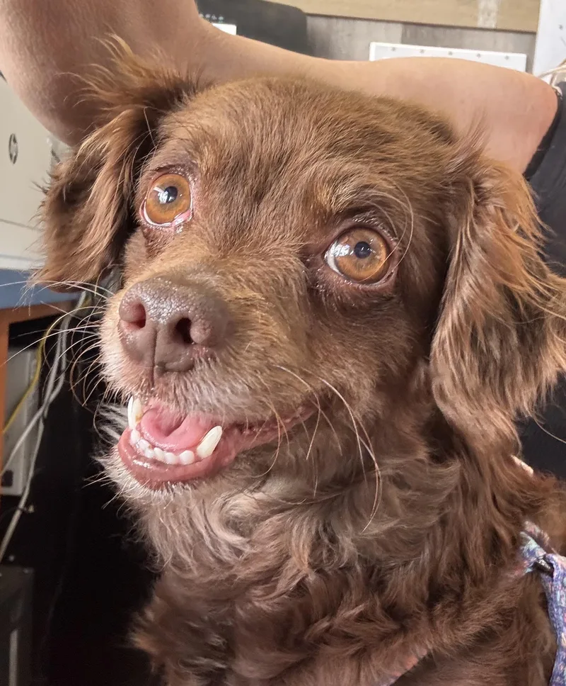 An adult small-sized female Brown / Chocolate Pomeranian dog named Babosa for adoption in Thousand Oaks, CA