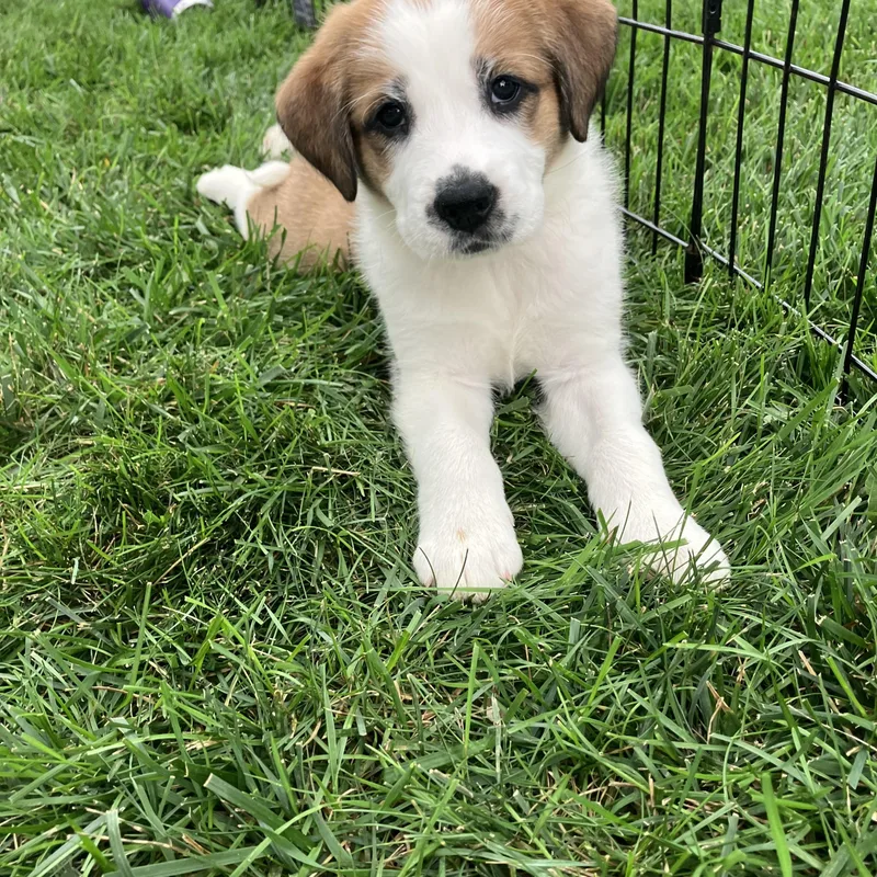 Clarebear