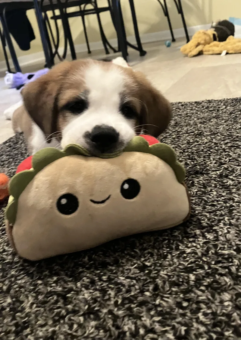 Clarebear thumbnail 3