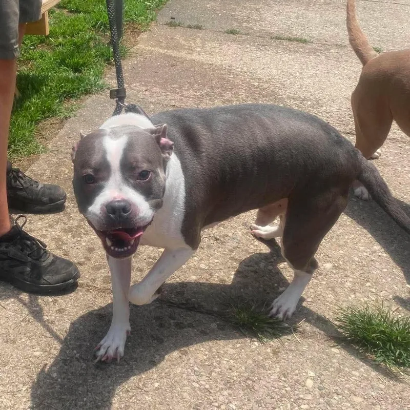 An adult small-sized male Gray / Blue / Silver Mixed Breed dog named Lil Nas X Stray for adoption in Huntington, WV