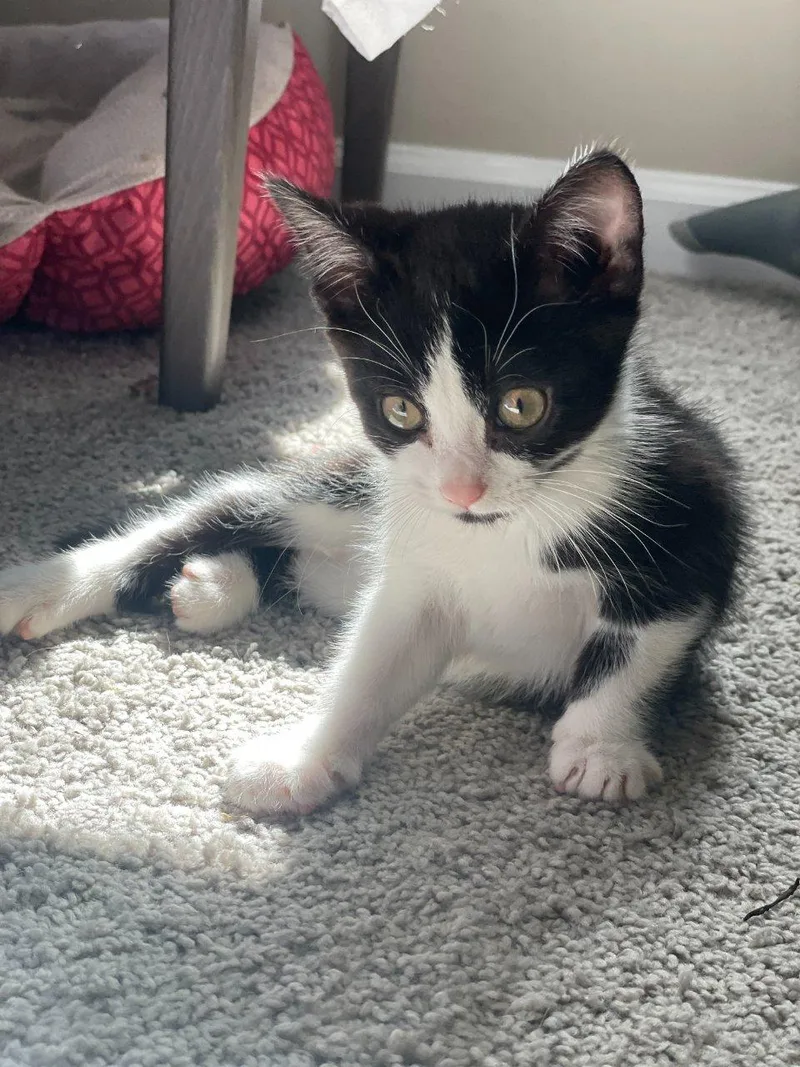 A baby small-sized male Black Domestic Short Hair cat named Victor for adoption in Raleigh, NC
