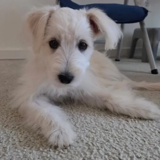 Maggie